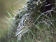 falklands pipit
